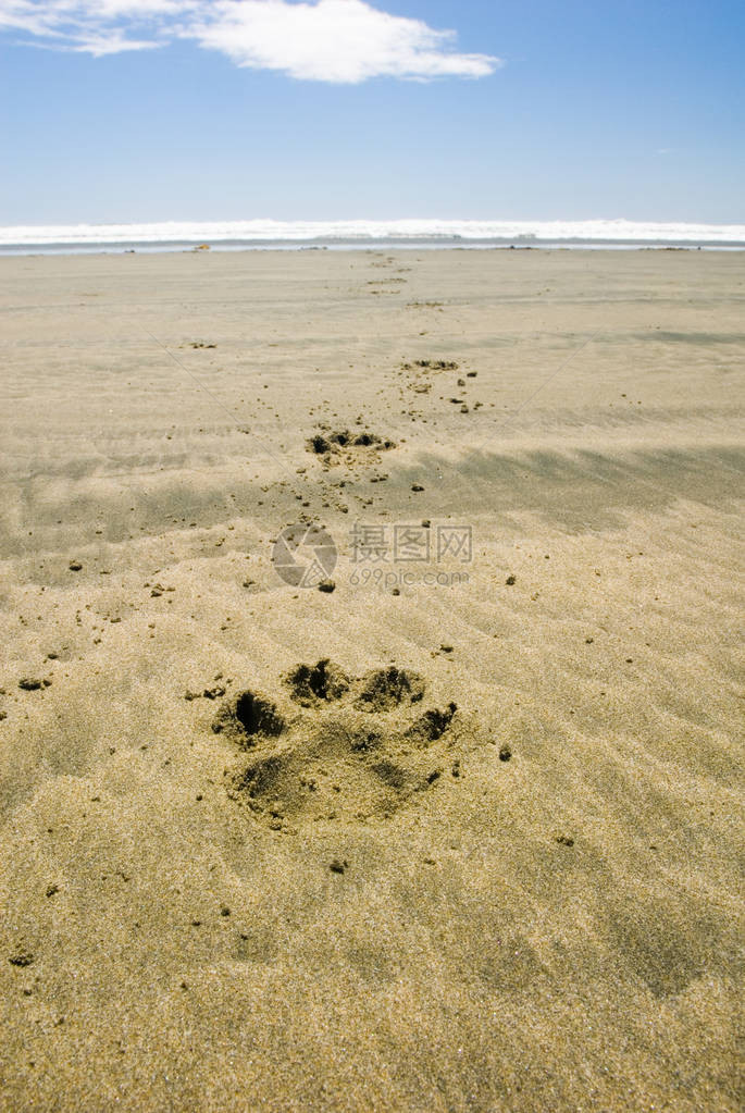 加拿大不列颠哥伦比亚省温哥华岛Tofino附近的太平洋环形公园长滩西边的海滩上一只跑狗在春末一个阳光明媚的一天图片