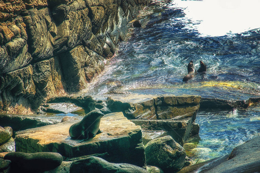 海狮海豹湾袋鼠岛澳大利亚图片