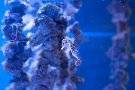 海马希波坎普斯在珊瑚背景之图片