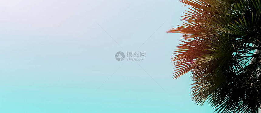 网站横幅以蓝色和棕榈树在角落复制空间图片