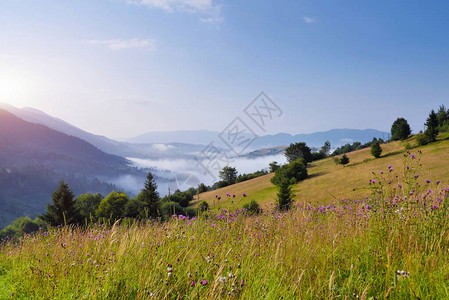 大雾的早晨和阳光下的亮草喀尔巴阡山图片
