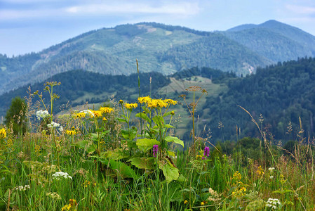 喀尔巴阡山脉草地上五彩缤纷的花朵图片