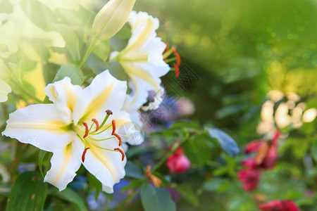 美丽的白百合花在绿叶背景户图片