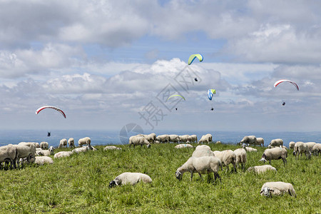 羊群和绵羊图片