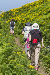 在蕨类植物中徒步旅行图片