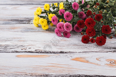 不同颜色的Dahlias花朵图片
