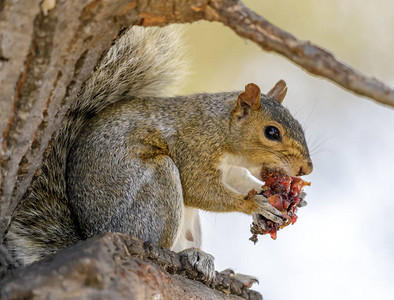 东格雷松鼠吃水果美国加利福尼亚图片