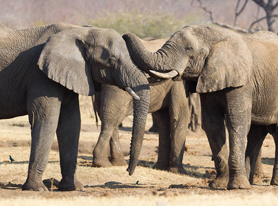 非洲大象loxodonta图片