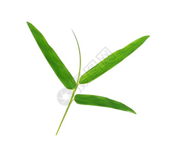 白色背景的绿竹图片
