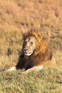 一只大狮子躺在草地上马图片