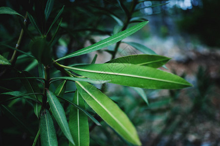 外来植物的叶子一片热带森林有狭窄叶子的分支有植图片