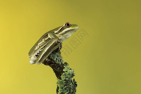 阿根廷拉潘帕绿蛙近景图片
