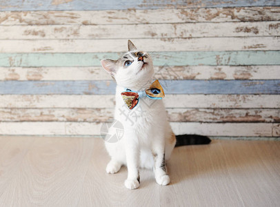 白色的青眼蓝睛小白猫身着时髦的蝴蝶结领带与古背景图片