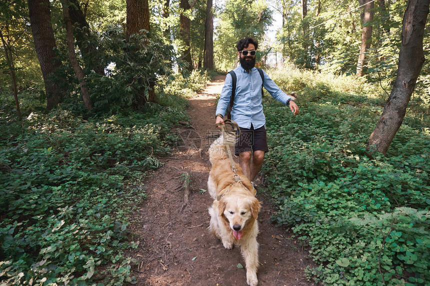英俊的男人沿着小路在树林里遛狗快乐的金毛猎犬走近他最图片