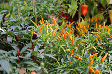新鲜天然胡椒在花园的图片