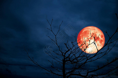 红色月亮背面的红月光环绕树干枝图片