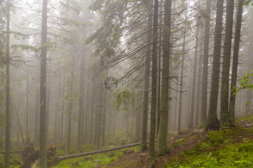 山中美景云雾缭绕枞树林图片