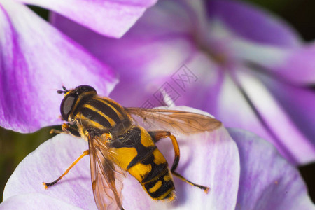 花微距摄影中蜜蜂的特写镜头图片