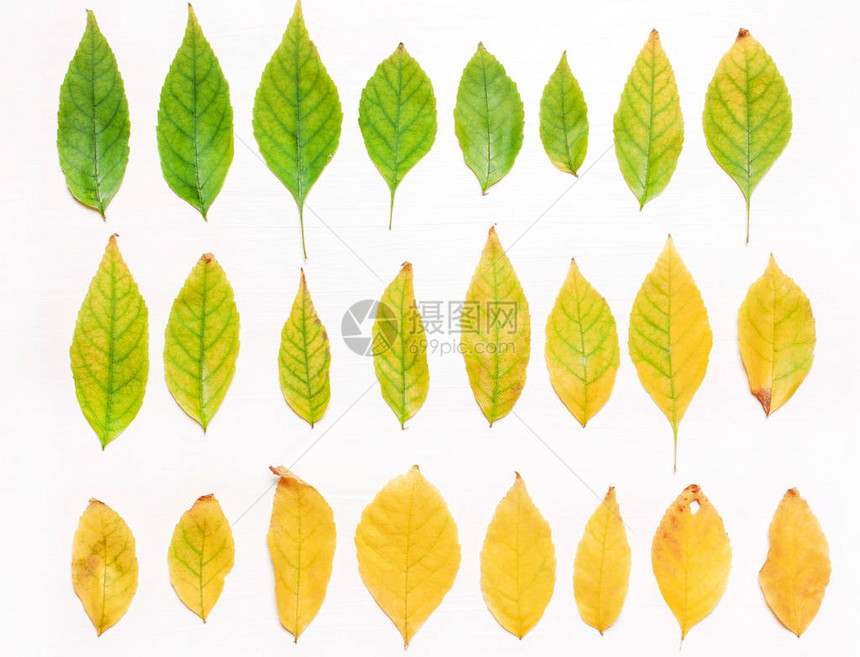 黄色和绿色叶子背景一行平面视图片