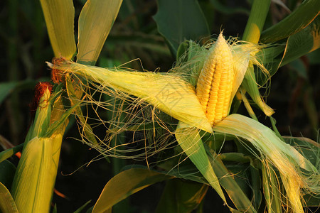玉米在田间生长特写图片