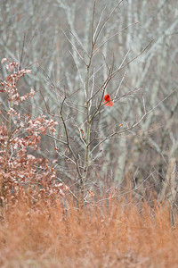 布朗县州立公园冬季植被中的红衣主教图片