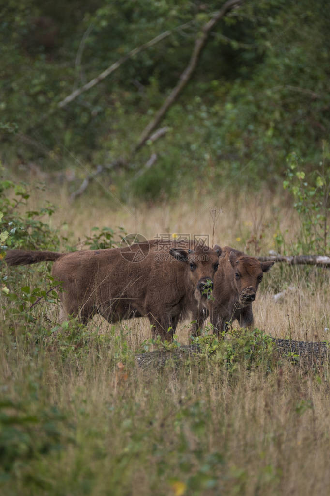 站在荷兰马沙尔特自然公园的欧洲野牛European图片