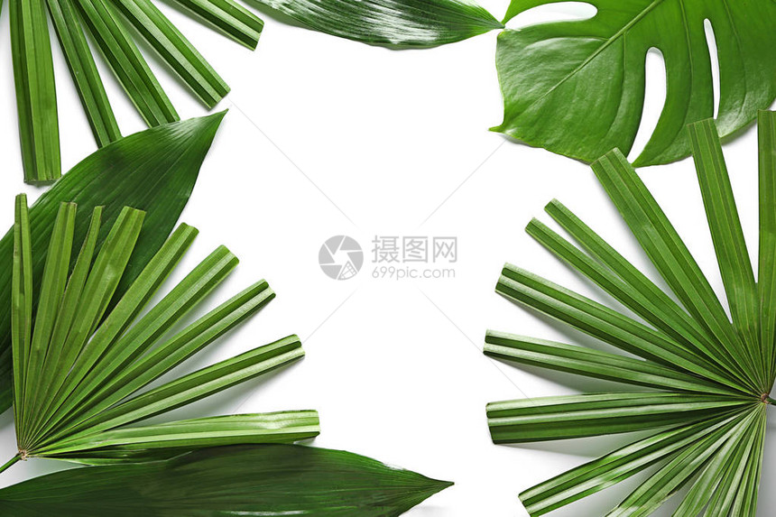 由白色背景的新鲜热带叶图片