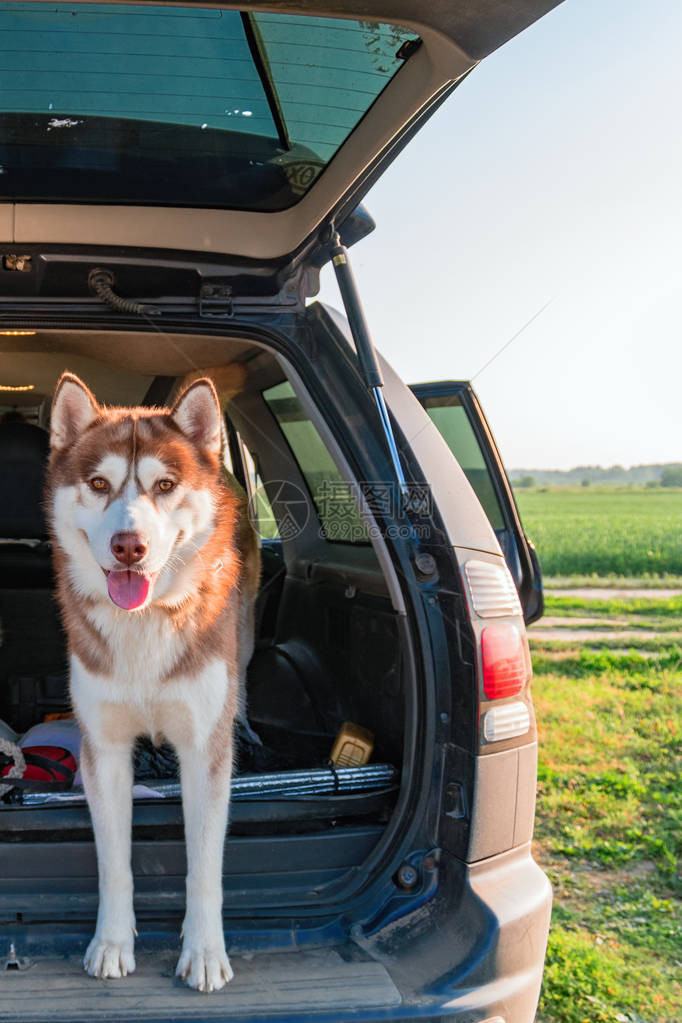 车尾箱里有快乐的西伯利亚人哈斯基人肖像红色哈斯基狗站在开口后备箱的边图片