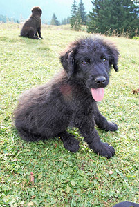 在山上自由长大的牧羊犬可爱图片