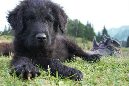 在山上自由长大的牧羊犬可爱图片