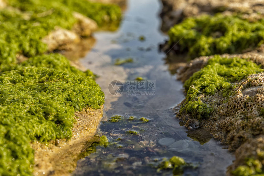 由绿藻和海洋生物组成的海边岩石图片