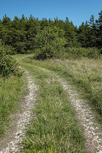 夏季在农村森林中用简单乡村沙砾路图片