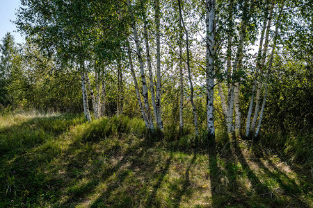桦树干纹理在阳光直射下在明亮的夏日阳光透过树叶照耀前景图片