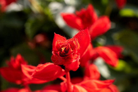 红色花瓣的花朵紧贴绿色背景图片