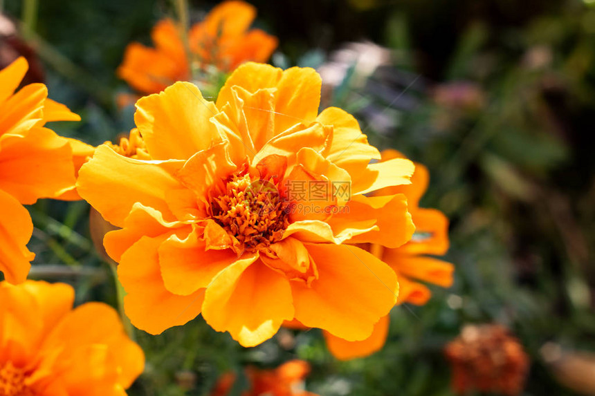 有橙花瓣的花朵紧贴图片