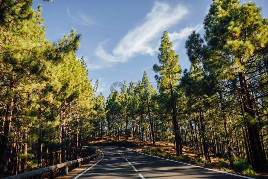 在森林LaEsperanza中的道路图片