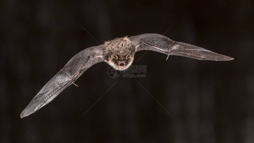在教堂阁楼飞行的男纳泰尔蝙蝠Myotis图片