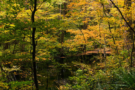 秋季的湖泊和森林图片