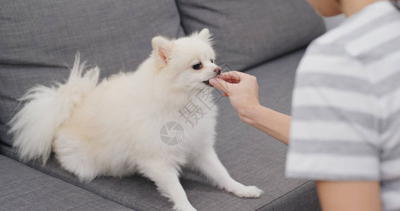 女人给她的狗喂零食图片