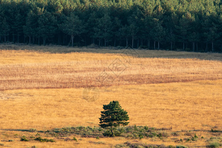 松树林附近耕地孤树远景图片