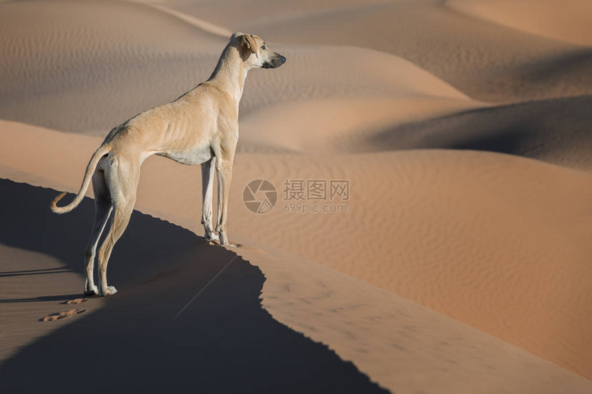 一只棕色的Sloughi狗阿拉伯灰狗站在摩洛哥撒哈图片