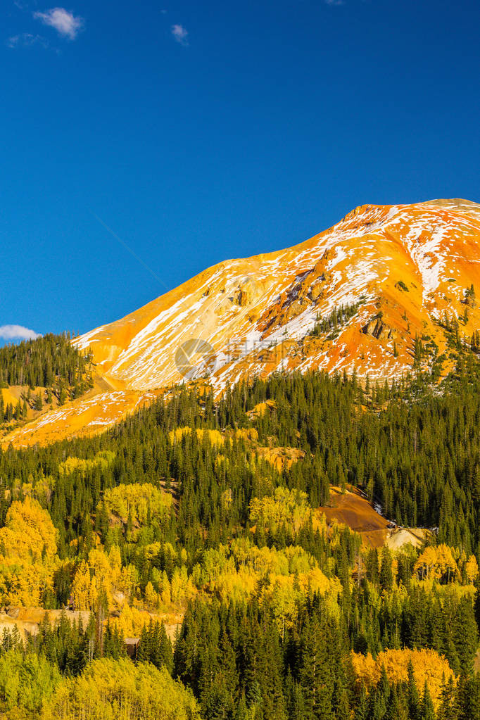 在科罗拉多州Telluride山峰的秋叶颜色黄树林和雪图片