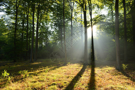 美丽的秋天森林与早晨的阳光图片