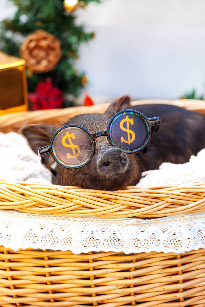 一头越南品种的黑猪坐在圣诞装饰附近的柳条筐里可爱的小黑猪戴着滑稽图片