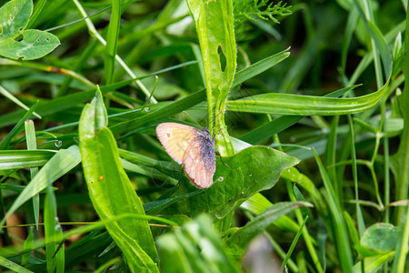 小蓝蝴蝶坐在绿草上图片