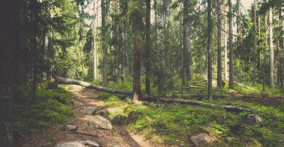 芬兰的天然森林图片