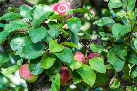 苹果树枝上的成熟苹果图片