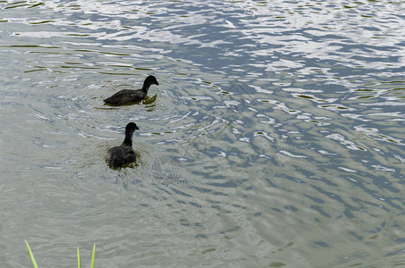 Lysukha小型水禽鸟在池塘上漂图片