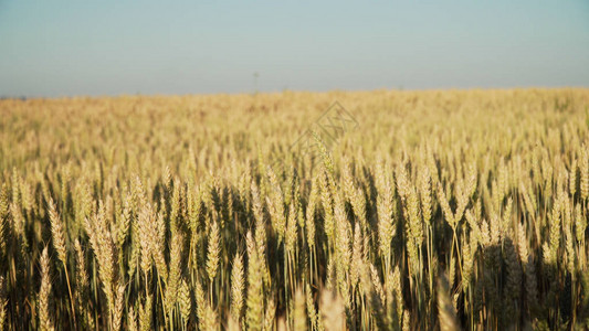 金麦耳田野中金熟的麦子温暖图片