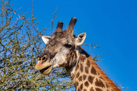 南非洲灌木中美丽的长颈鹿博茨瓦纳的莫雷米狩猎保留地非洲野图片